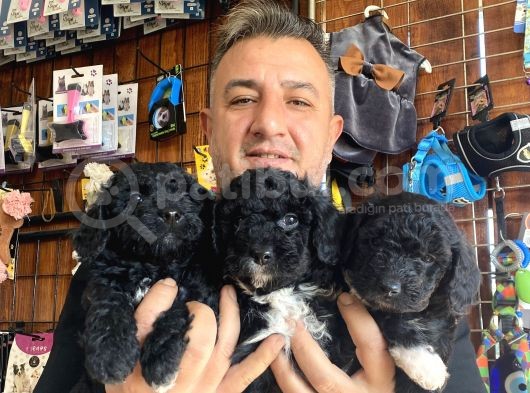 Siyah Poodle Yavrularız görsel