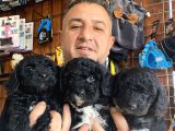 Siyah Poodle Yavrularız