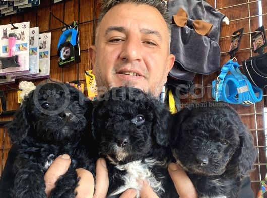 Siyah Poodle Yavrularız görsel