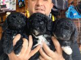 Siyah Poodle Yavrularız
