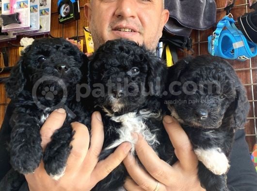 Siyah Poodle Yavrularız görsel