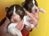 Kızıl Border Collie Yavrularımiz