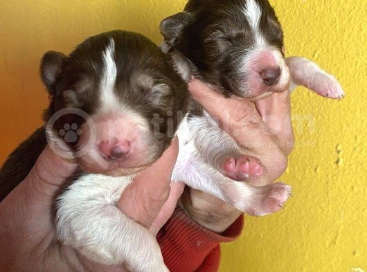 Kızıl Border Collie Yavrularımiz görsel