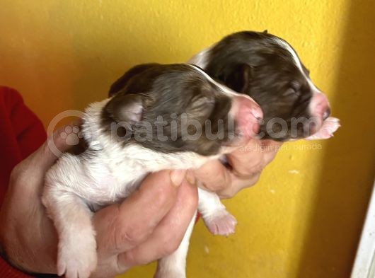 Kızıl Border Collie Yavrularımiz görsel