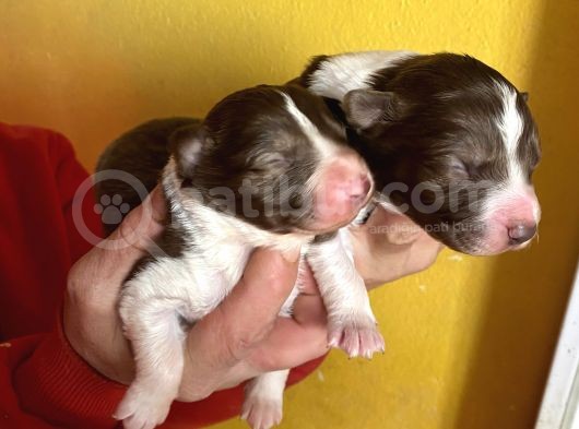 Kızıl Border Collie Yavrularımiz görsel