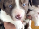Kızıl Border Collie Yavrularımiz