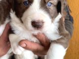 Kızıl border collie yavrularımIz