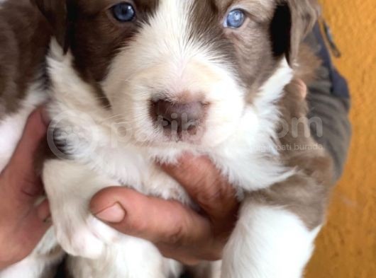 Kızıl Border Collie Yavrularımiz