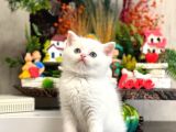 SAFKAN BEYAZ BRİTİSH SHORTHAİR YAVRULARIM