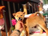 Secereli Anna Babadan Orjinal Shiba -Inu