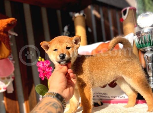 Secereli Anna Babadan Orjinal Shiba -Inu görsel