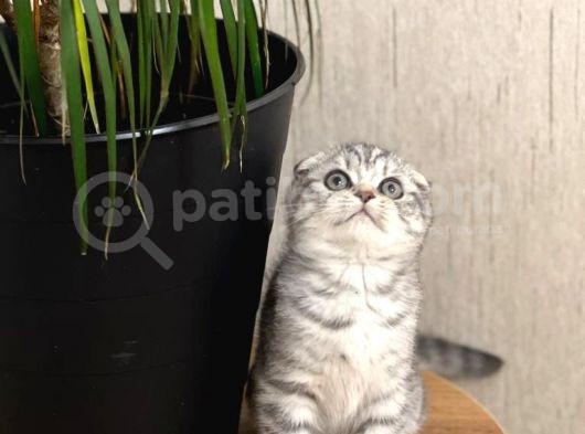 Sifir Kulak Scotti̇sh Fold Yavrumuz görsel