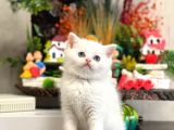 Safkan Beyaz Bri̇ti̇sh Shorthai̇r Yavrularim