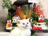 Safkan Beyaz Bri̇ti̇sh Shorthai̇r Yavrularim