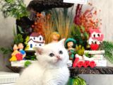 Safkan Beyaz Bri̇ti̇sh Shorthai̇r Yavrularim