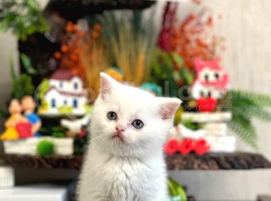 Safkan Beyaz Bri̇ti̇sh Shorthai̇r Yavrularim görsel