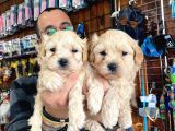 Sevimli Maltipoo Yavrularımız