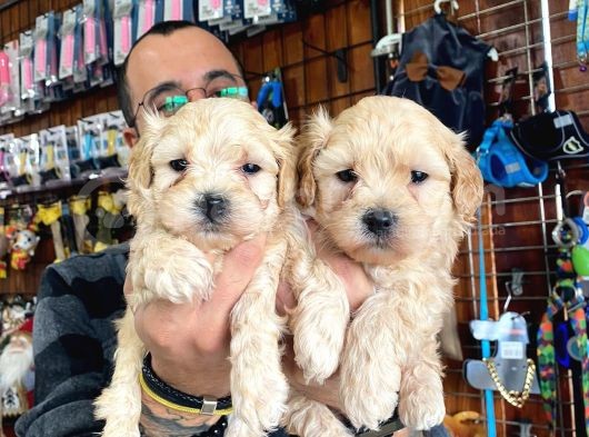 Sevimli Maltipoo Yavrularımız görsel