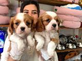 BEBEK SURAT CAVALİER KİNG CHARLES