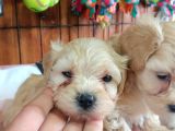 Sevimli Maltipoo Yavrularımız
