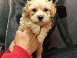Sevimli maltipoo yavrularımız