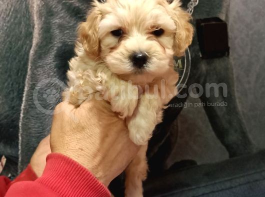 Sevimli Maltipoo Yavrularımız