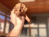 En Küçük Boy Red Brown Di̇şi̇ Poodle