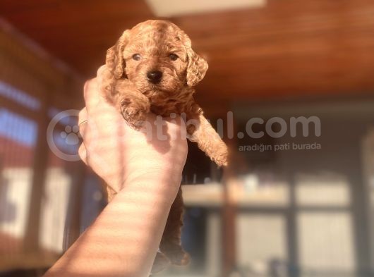 En Küçük Boy Red Brown Di̇şi̇ Poodle görsel