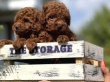 Babyface Toy Poodle Yavrular