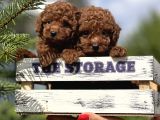 Babyface Toy Poodle Yavrular