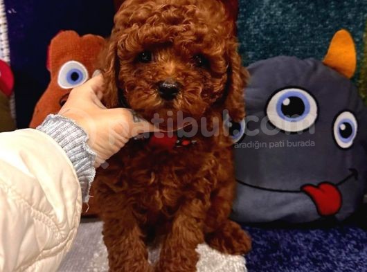 Çi̇ş Eği̇ti̇mli̇ Kore Kani Toy Poodle Bebekler görsel