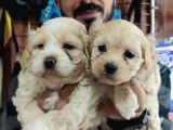 Sevimli Maltipoo Yavrularımız