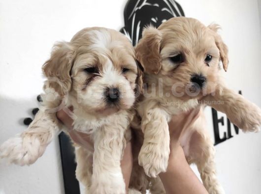 Sevimli Maltipoo Yavrularımız görsel