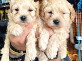Sevimli Maltipoo Yavrularımız