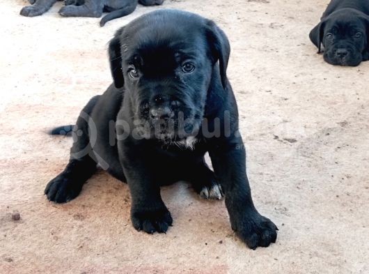 Muhteşem Anatomili Canecorsa Yavrularımız görsel