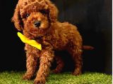Çi̇ş Eği̇ti̇mli̇ Kore Kani Toy Poodle Bebekler