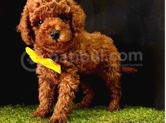 Çi̇ş Eği̇ti̇mli̇ Kore Kani Toy Poodle Bebekler görsel