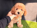 Çi̇ş Eği̇ti̇mli̇ Kore Kani Toy Poodle Bebekler