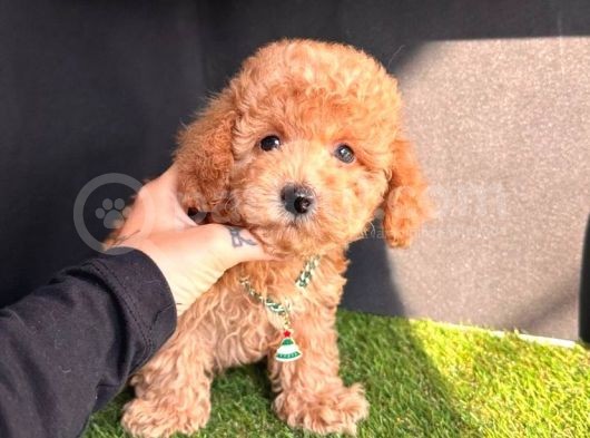 Çi̇ş Eği̇ti̇mli̇ Kore Kani Toy Poodle Bebekler görsel