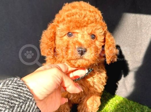 Çi̇ş Eği̇ti̇mli̇ Kore Kani Toy Poodle Bebekler görsel