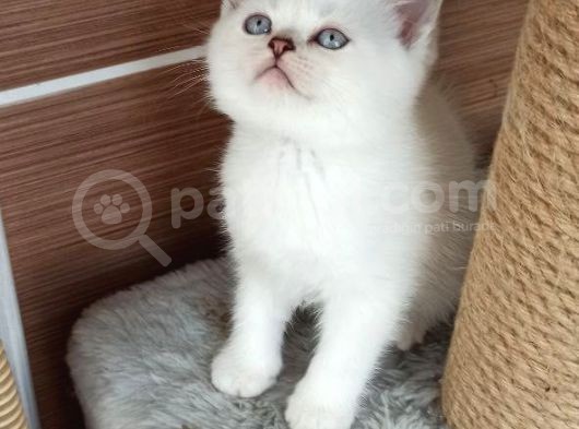Özel Ayı Surat Yavrularım Yıl Başı Hediyeleri