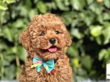 Orjinal Toy poodle yavrular