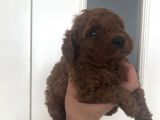 Ev Bakımı Karma Aşili Safkan Toy Poodle Yavrular