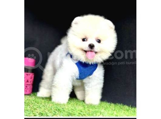 Güzel Surat Pomeranian Boo Yavrular  görsel
