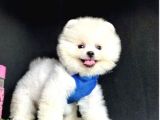 Güzel surat pomeranian boo yavrular 