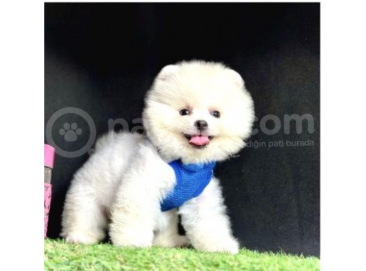 Güzel Surat Pomeranian Boo Yavrular 