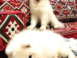 Kif-Fci Şecereli̇ Mükemmel Kali̇te Samoyed Son 1 Yavru