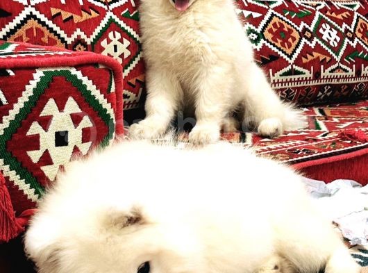 Kif-Fci Şecereli̇ Mükemmel Kali̇te Samoyed Son 1 Yavru görsel