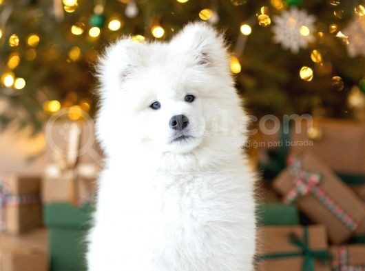 Kif-Fci Şecereli̇ Mükemmel Kali̇te Samoyed Son 1 Yavru