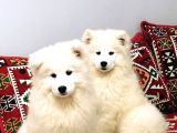 Kif-Fci Şecereli̇ Mükemmel Kali̇te Samoyed Son 1 Yavru